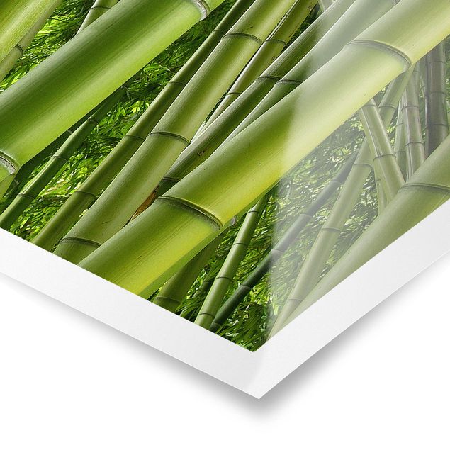 Obrazy z motywem kwiatowym Drzewa bambusowe Nr 2