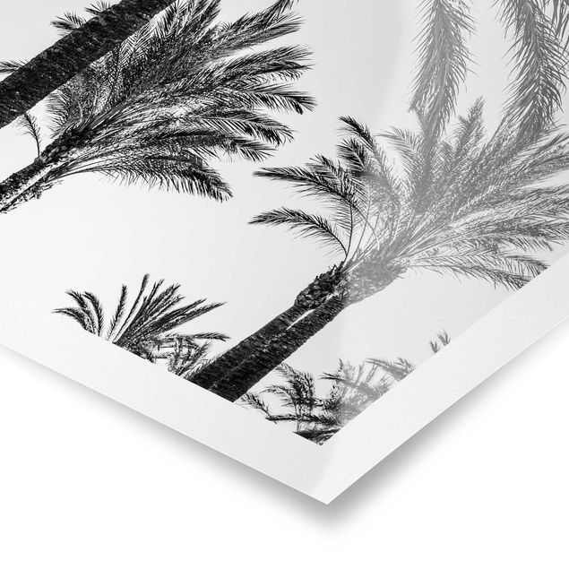 Obrazy kwiatowe Palmy o zachodzie słońca, czarno-białe