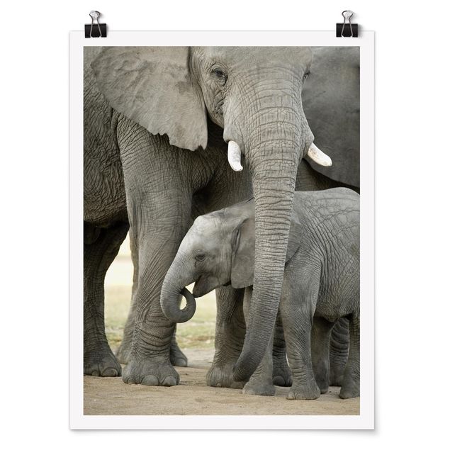 Zwierzęta obrazy Miłość słonia