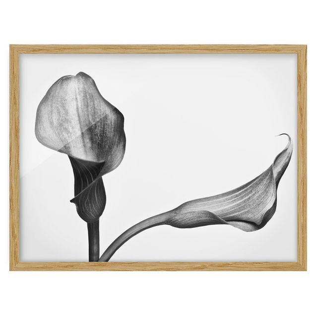 Obrazy motywy kwiatowe Kalla Zbliżenie czarno-białe