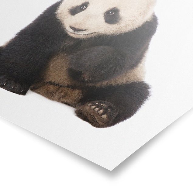 Panda obraz Panda Paws
