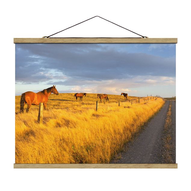 Obraz kon Droga polna i konie w promieniach wieczornego słońca