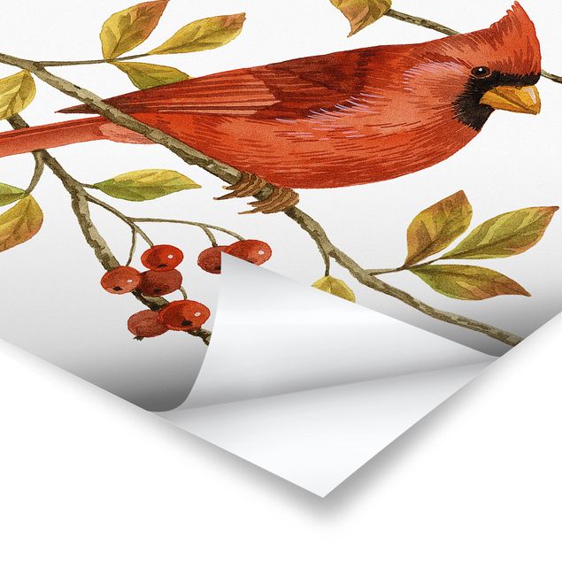 Retro obrazy Ptaki i jagody - Czerwony kardynał