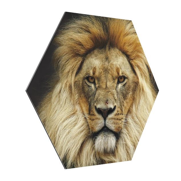Zwierzęta obrazy Mądrość lwa