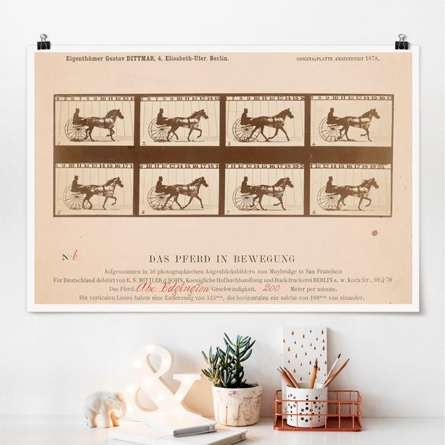 Dekoracja do kuchni Eadweard Muybridge - Koń w ruchu