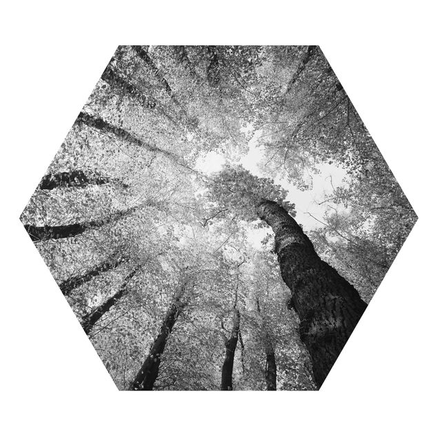 Obraz heksagonalny z Alu-Dibond - Drzewa życia II