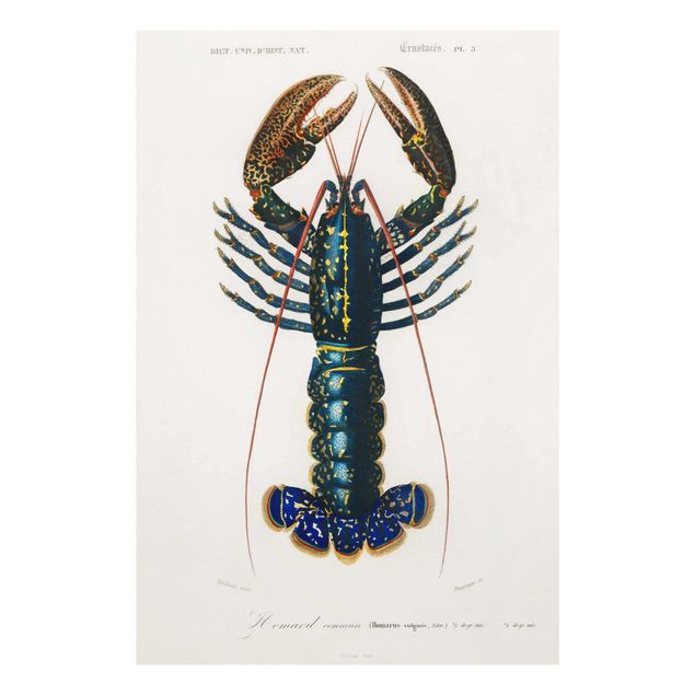 Obrazy ze zwierzętami Tablica edukacyjna w stylu vintage Niebieski homar