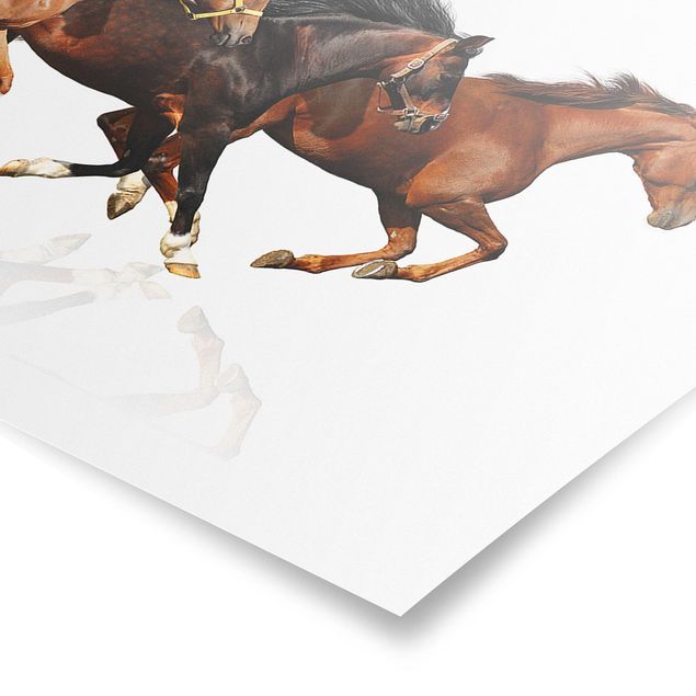 Plakaty zwierzęta Stado koni