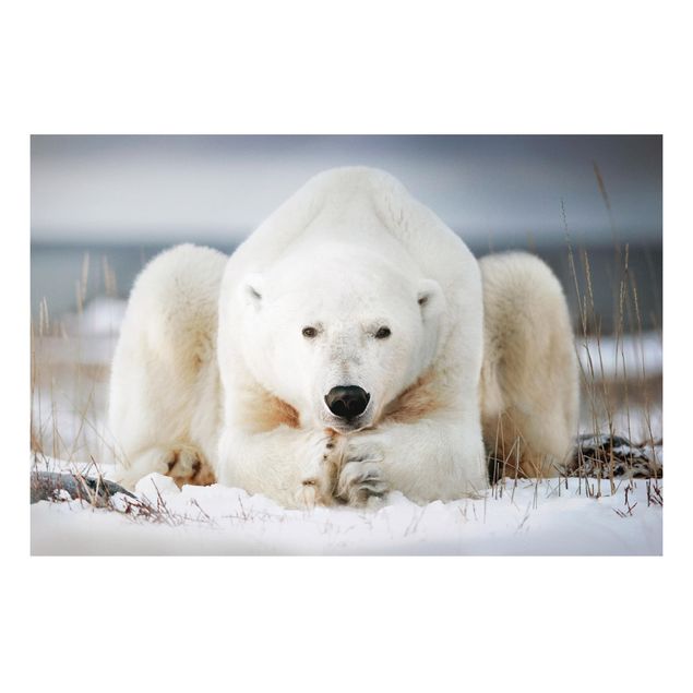 Dekoracja do kuchni Przemyślany niedźwiedź polarny