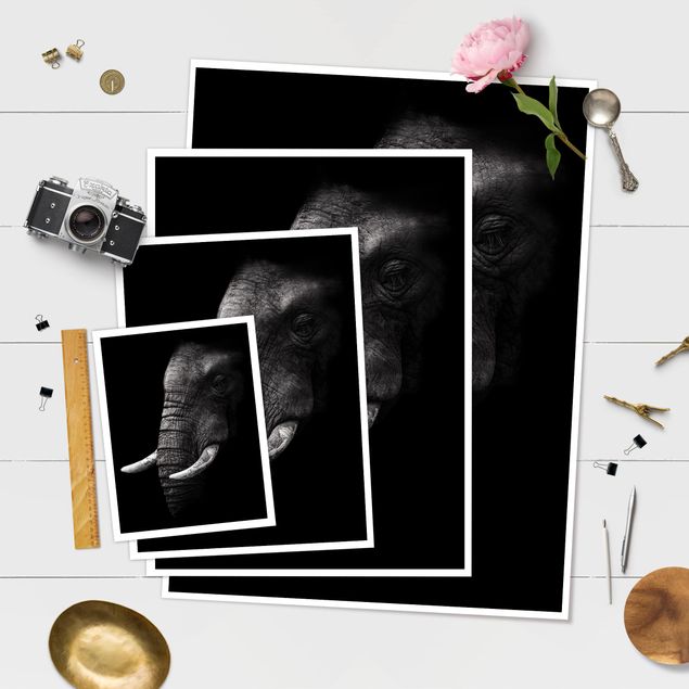 Obrazki czarno białe Portret ciemnego słonia