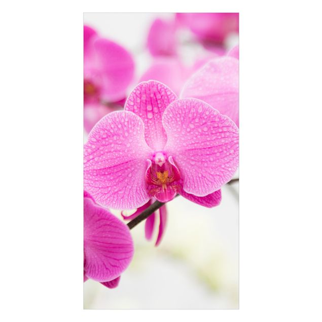 Tylna ścianka prysznicowa - Close-Up Orchid
