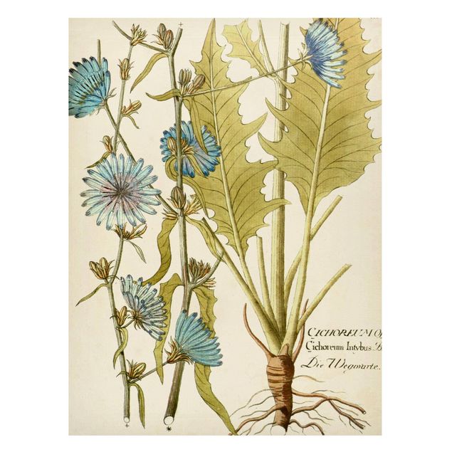 Obrazy do salonu Botanika w stylu vintage z cykorią niebieską