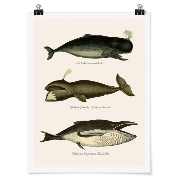 Zwierzęta obrazy Trzy wieloryby w stylu vintage