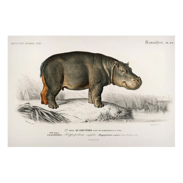 Obrazy do salonu nowoczesne Tablica edukacyjna w stylu vintage Hipopotam