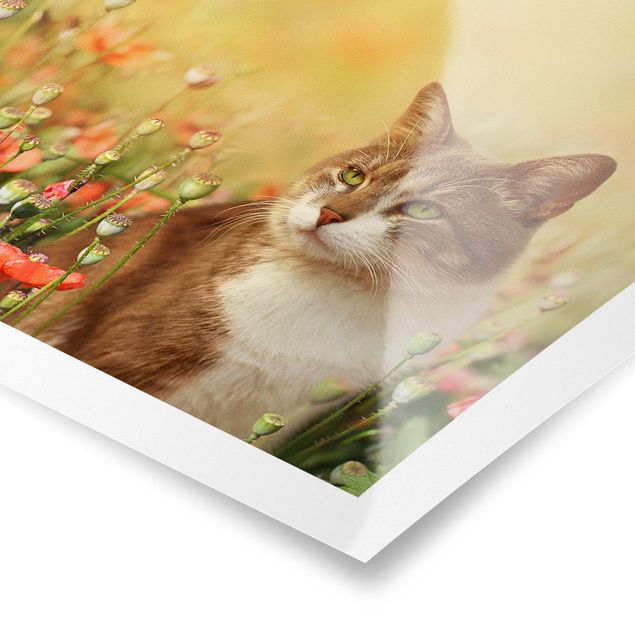Obrazy koty Kot w makowym polu