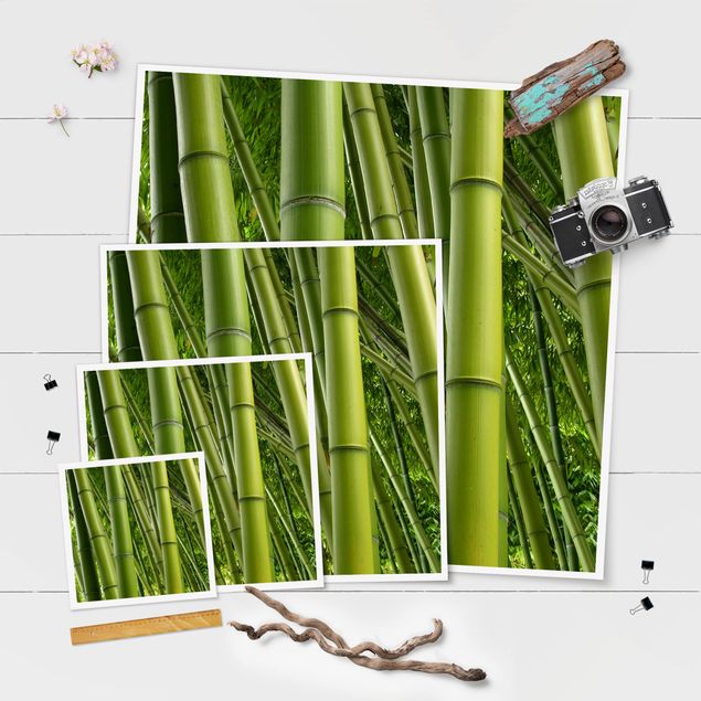 Obrazy natura Drzewa bambusowe