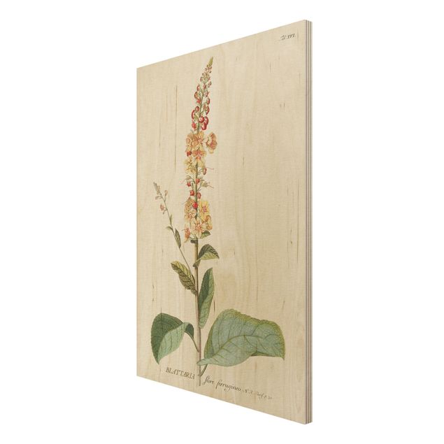 Obrazy drewniane Vintage Botanika Ilustracja Mullein