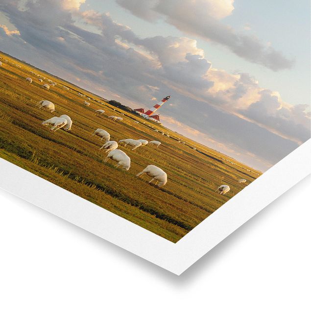 Obrazy ze zwierzętami Latarnia morska na Morzu Północnym ze stadem owiec