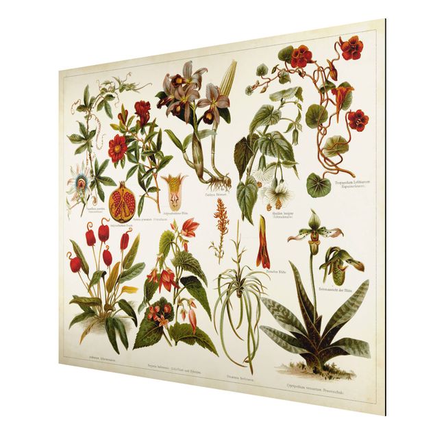Obraz vintage Tablica edukacyjna w stylu vintage Botanika tropikalna II