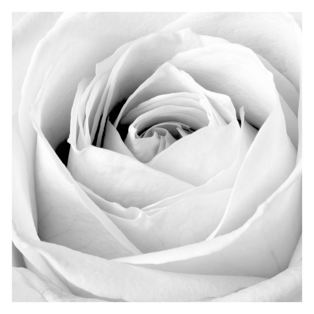Fototapeta - Róża z bliska