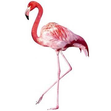 Folia samoprzylepna Różowe flamingi