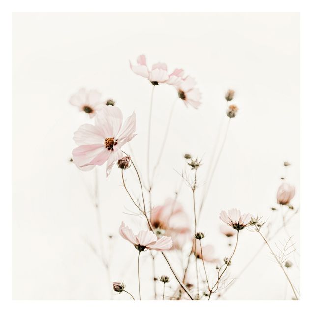 Fototapeta - Garden Cosmos In Soft Cream Tones