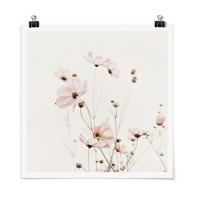 Obrazy kwiatowe Cosmea w delikatnych kremowych odcieniach