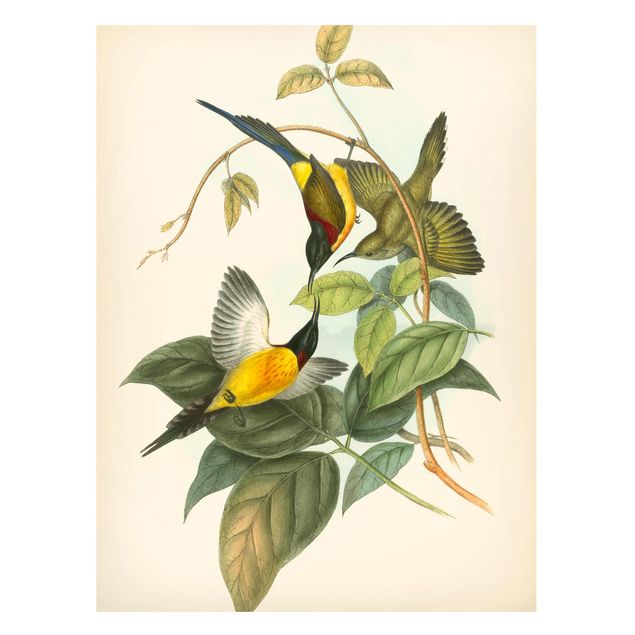Obrazy do salonu Ilustracja w stylu vintage Ptaki tropikalne IV
