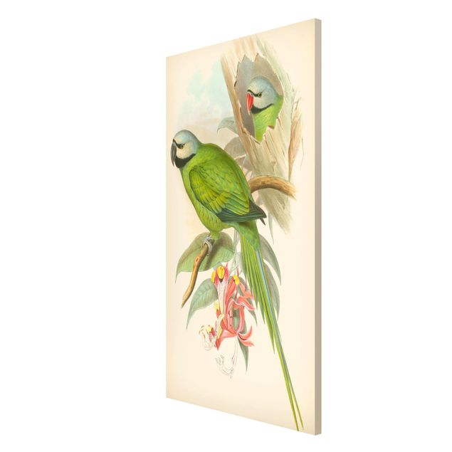 Obrazy zwierzęta Ilustracja w stylu vintage Ptaki tropikalne II