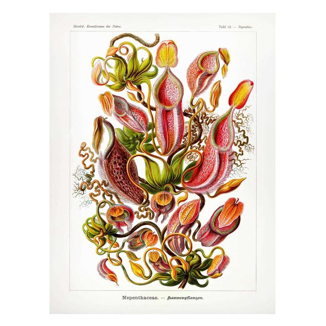 Obrazy do salonu nowoczesne Tablica edukacyjna w stylu vintage Ilustracja roślin Czerwony Zielony