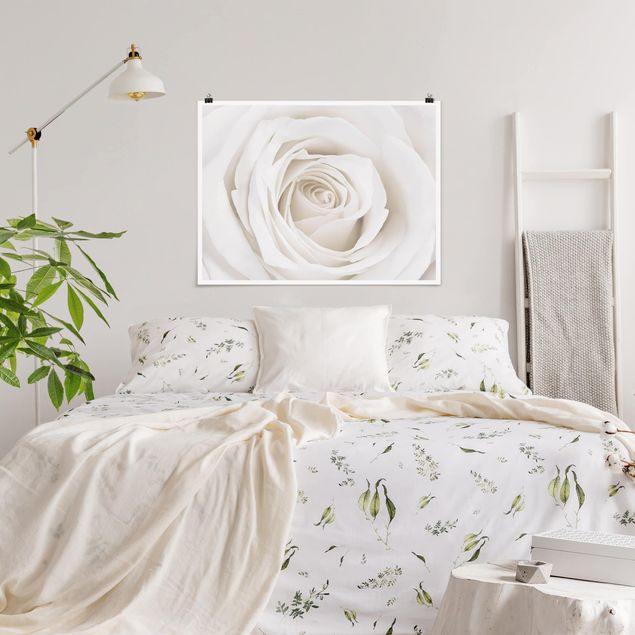 Obrazy do salonu Piękna biała róża