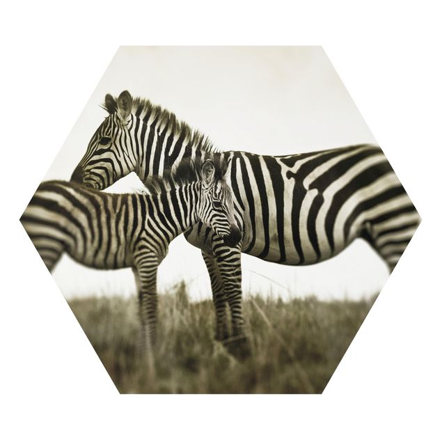 Obrazy Afryka Para zebr