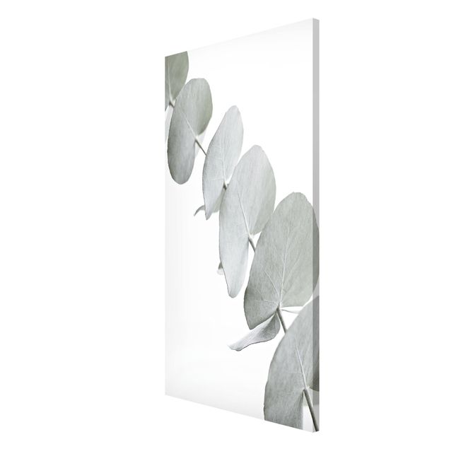 Nowoczesne obrazy Gałązka eukaliptusa w białym świetle