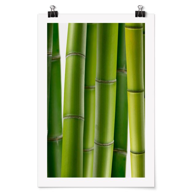 Drzewo obraz Rośliny bambusowe