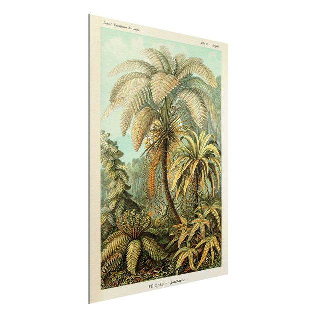 Dekoracja do kuchni Botanika Vintage Ilustracja paproci liściastych