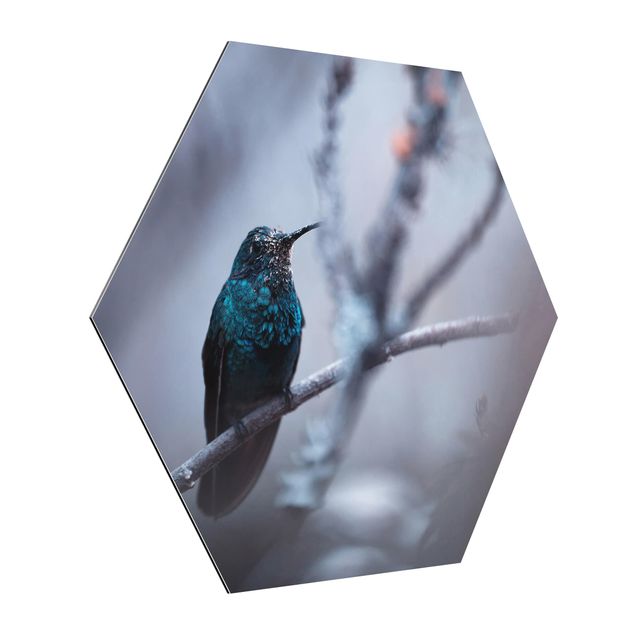 Obrazy zwierzęta Koliber w zimie