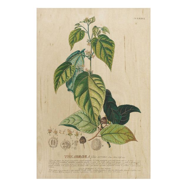 Obrazy na ścianę Vintage Botanika Ilustracja Kakao