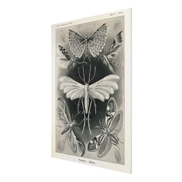 Motyl obraz Tablica edukacyjna w stylu vintage Motyle i ćmy