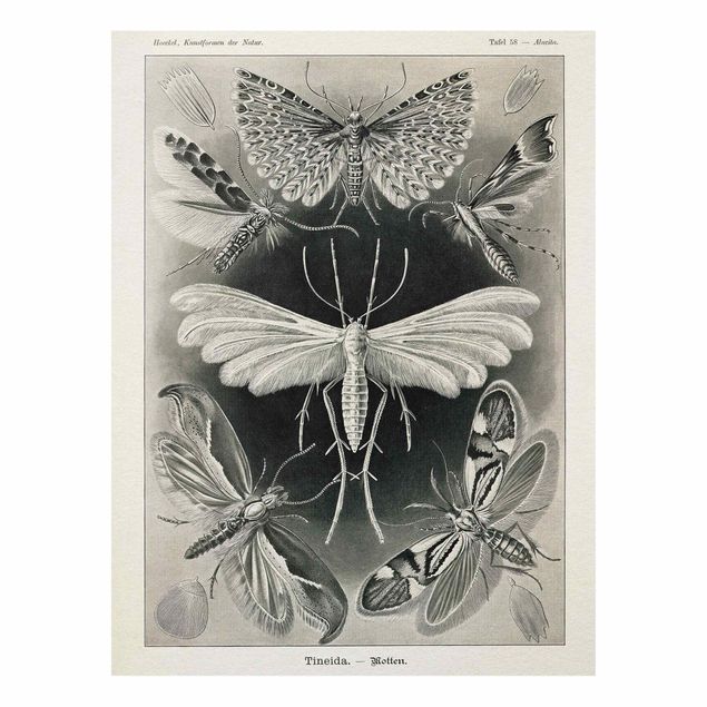 Obrazy do salonu Tablica edukacyjna w stylu vintage Motyle i ćmy