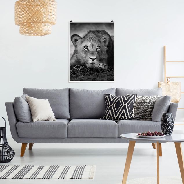 Obrazy nowoczesny Czające się lwiątko