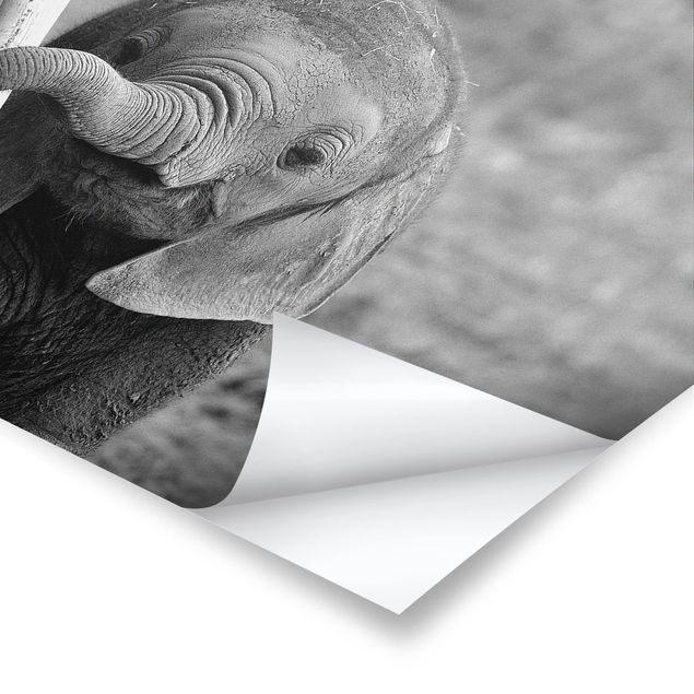 Plakaty czarno białe Baby słoń
