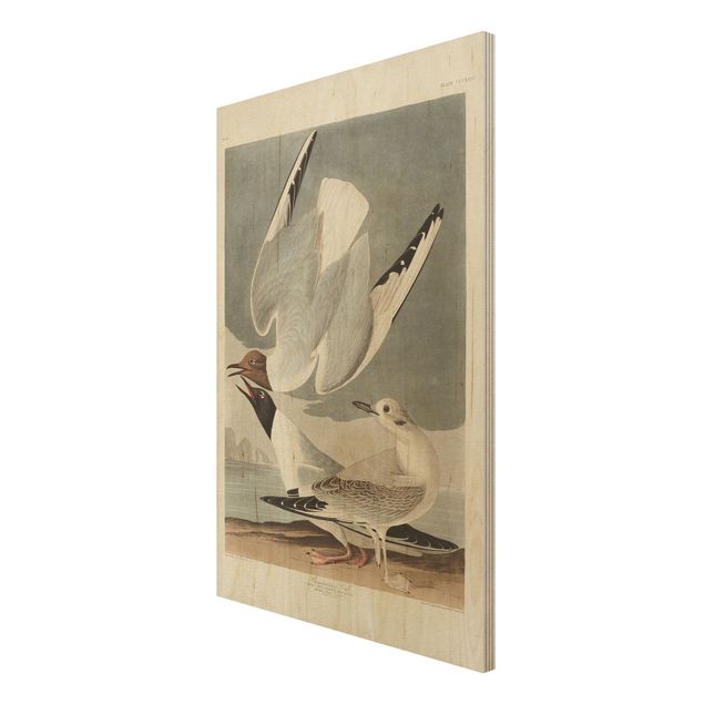 Obrazy drewniane Tablica edukacyjna w stylu vintage Mewa Bonapartego