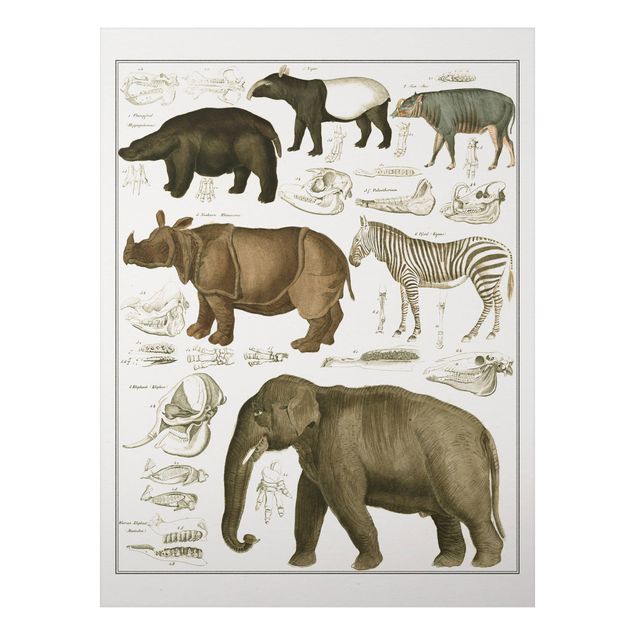 Nowoczesne obrazy do salonu Tablica edukacyjna w stylu vintage Słonie, zebry i nosorożce