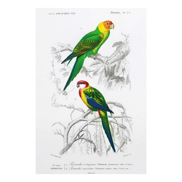 Obrazy zwierzęta Tablica edukacyjna w stylu vintage Dwie papugi Zielona Czerwona