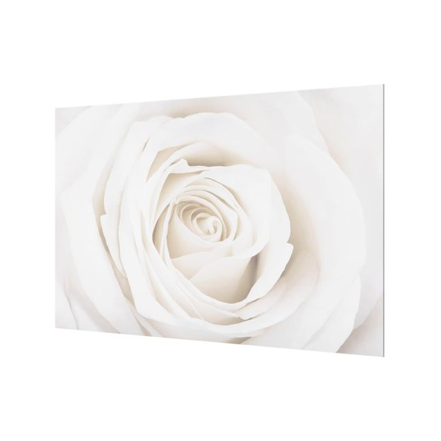 Panel szklany do kuchni - Piękna biała róża