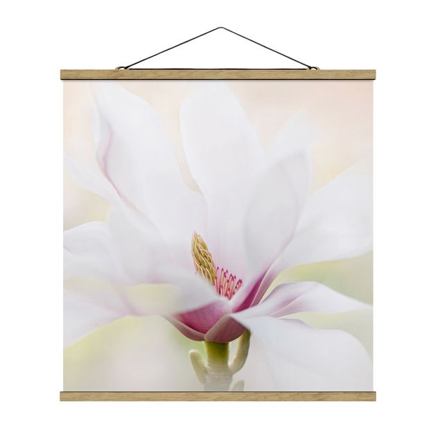 Obrazy z motywem kwiatowym Czuły kwiat magnolii