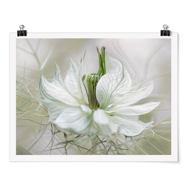 Obrazy kwiatowe Biała Nigella