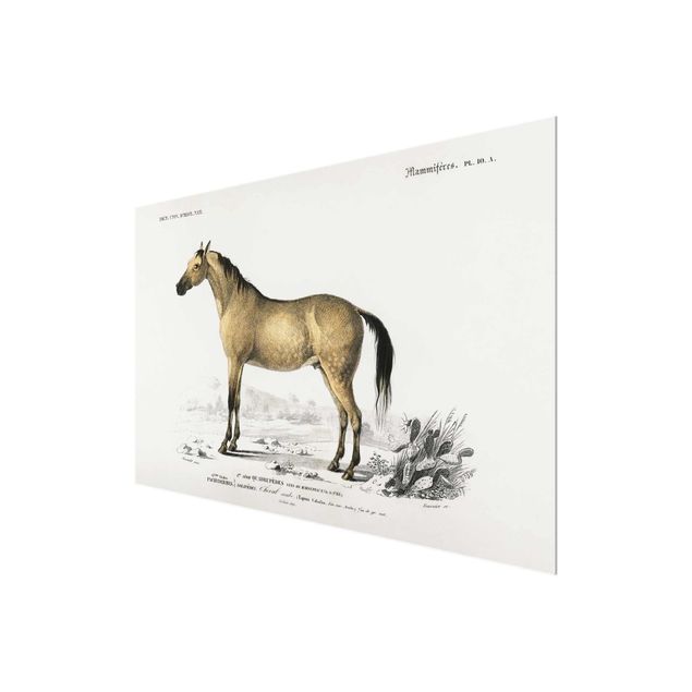 Obrazy ze zwierzętami Tablica edukacyjna w stylu vintage Koń
