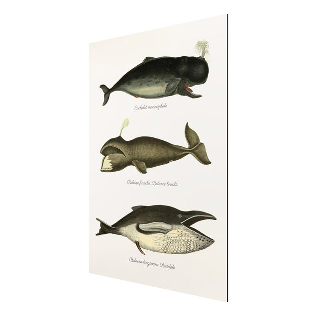 Nowoczesne obrazy Trzy wieloryby w stylu vintage