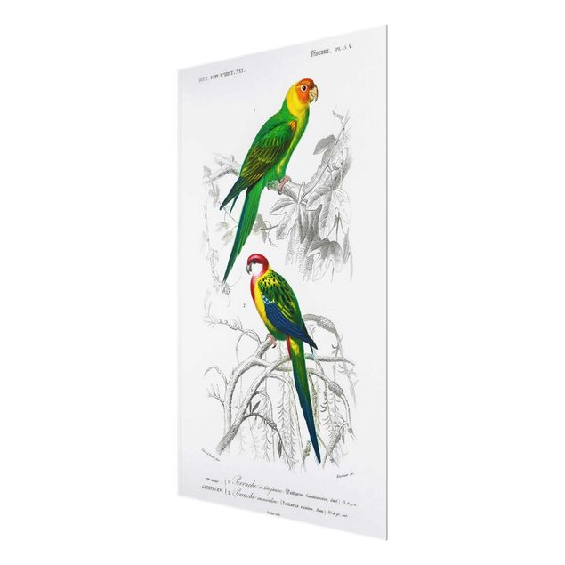 Obrazy vintage Tablica edukacyjna w stylu vintage Dwie papugi Zielona Czerwona